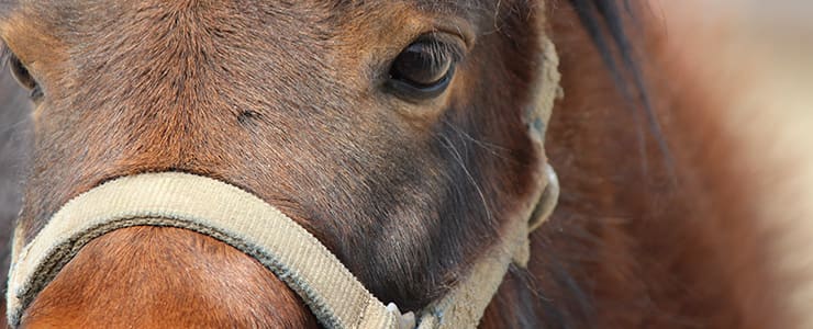 競走馬のまっすぐな瞳